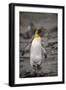 Antarctica, King Penguin, walking-George Theodore-Framed Photographic Print