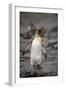 Antarctica, King Penguin, walking-George Theodore-Framed Photographic Print