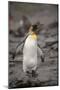 Antarctica, King Penguin, walking-George Theodore-Mounted Photographic Print