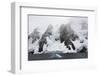 Antarctica. Lemaire Channel. Glacier Covered Mountains-Inger Hogstrom-Framed Photographic Print