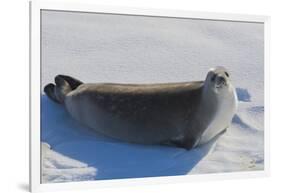 Antarctica. Near Adelaide Island. the Gullet. Crabeater Seal-Inger Hogstrom-Framed Photographic Print