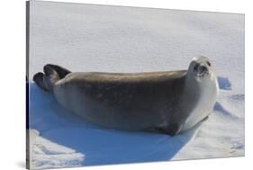 Antarctica. Near Adelaide Island. the Gullet. Crabeater Seal-Inger Hogstrom-Stretched Canvas