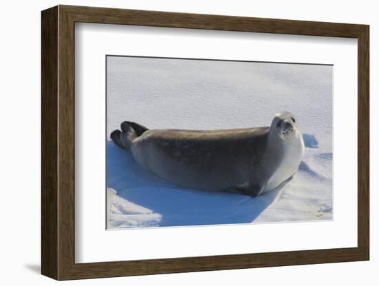 Antarctica. Near Adelaide Island. the Gullet. Crabeater Seal-Inger Hogstrom-Framed Photographic Print