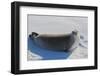 Antarctica. Near Adelaide Island. the Gullet. Crabeater Seal-Inger Hogstrom-Framed Photographic Print