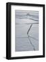 Antarctica. Near Adelaide Island. the Gullet. Cracks Open in the Ice-Inger Hogstrom-Framed Photographic Print