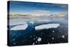 Antarctica. Near Adelaide Island. the Gullet. Ice Floes at Sunset-Inger Hogstrom-Stretched Canvas