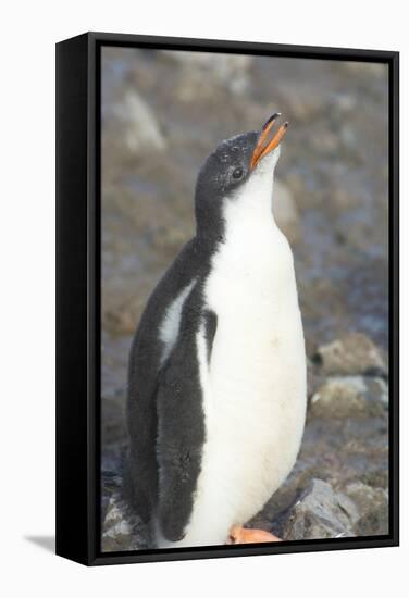 Antarctica. Neko Harbor. Gentoo Penguin Chick Calls Out for its Parent-Inger Hogstrom-Framed Stretched Canvas