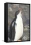 Antarctica. Neko Harbor. Gentoo Penguin Chick Calls Out for its Parent-Inger Hogstrom-Framed Stretched Canvas