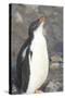 Antarctica. Neko Harbor. Gentoo Penguin Chick Calls Out for its Parent-Inger Hogstrom-Stretched Canvas