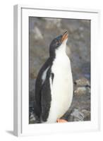 Antarctica. Neko Harbor. Gentoo Penguin Chick Calls Out for its Parent-Inger Hogstrom-Framed Photographic Print