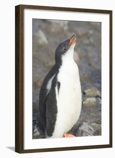 Antarctica. Neko Harbor. Gentoo Penguin Chick Calls Out for its Parent-Inger Hogstrom-Framed Photographic Print