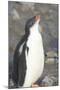 Antarctica. Neko Harbor. Gentoo Penguin Chick Calls Out for its Parent-Inger Hogstrom-Mounted Photographic Print