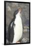 Antarctica. Neko Harbor. Gentoo Penguin Chick Calls Out for its Parent-Inger Hogstrom-Framed Photographic Print