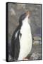 Antarctica. Neko Harbor. Gentoo Penguin Chick Calls Out for its Parent-Inger Hogstrom-Framed Stretched Canvas