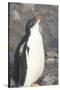 Antarctica. Neko Harbor. Gentoo Penguin Chick Calls Out for its Parent-Inger Hogstrom-Stretched Canvas