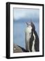 Antarctica. Neko Harbor. Gentoo Penguin Chick Calls Out for its Parent-Inger Hogstrom-Framed Photographic Print