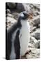 Antarctica. Neko Harbor. Gentoo Penguin Colony. Penguin Chick-Inger Hogstrom-Stretched Canvas