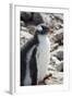 Antarctica. Neko Harbor. Gentoo Penguin Colony. Penguin Chick-Inger Hogstrom-Framed Photographic Print