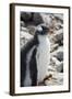 Antarctica. Neko Harbor. Gentoo Penguin Colony. Penguin Chick-Inger Hogstrom-Framed Photographic Print