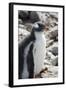 Antarctica. Neko Harbor. Gentoo Penguin Colony. Penguin Chick-Inger Hogstrom-Framed Photographic Print