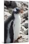 Antarctica. Neko Harbor. Gentoo Penguin Colony. Penguin Chick-Inger Hogstrom-Mounted Photographic Print