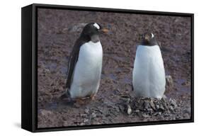 Antarctica. Neko Harbor. Gentoo Penguin Colony. Penguin on a Nest-Inger Hogstrom-Framed Stretched Canvas