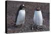 Antarctica. Neko Harbor. Gentoo Penguin Colony. Penguin on a Nest-Inger Hogstrom-Stretched Canvas