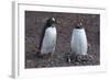 Antarctica. Neko Harbor. Gentoo Penguin Colony. Penguin on a Nest-Inger Hogstrom-Framed Photographic Print