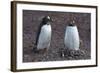 Antarctica. Neko Harbor. Gentoo Penguin Colony. Penguin on a Nest-Inger Hogstrom-Framed Photographic Print