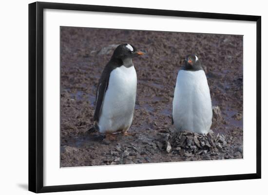 Antarctica. Neko Harbor. Gentoo Penguin Colony. Penguin on a Nest-Inger Hogstrom-Framed Photographic Print