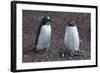 Antarctica. Neko Harbor. Gentoo Penguin Colony. Penguin on a Nest-Inger Hogstrom-Framed Photographic Print