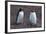 Antarctica. Neko Harbor. Gentoo Penguin Colony. Penguin on a Nest-Inger Hogstrom-Framed Photographic Print