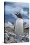 Antarctica. Neko Harbor. Gentoo Penguin, Pygoscelis Papua, Colony-Inger Hogstrom-Stretched Canvas