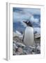 Antarctica. Neko Harbor. Gentoo Penguin, Pygoscelis Papua, Colony-Inger Hogstrom-Framed Photographic Print