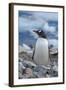 Antarctica. Neko Harbor. Gentoo Penguin, Pygoscelis Papua, Colony-Inger Hogstrom-Framed Photographic Print