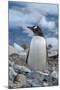 Antarctica. Neko Harbor. Gentoo Penguin, Pygoscelis Papua, Colony-Inger Hogstrom-Mounted Photographic Print