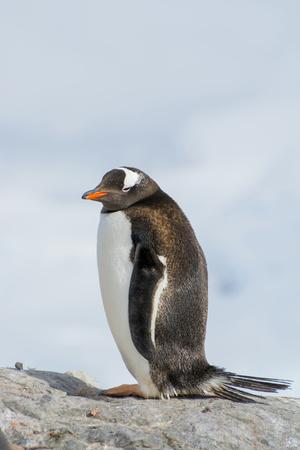 'Antarctica. Neko Harbor. Gentoo Penguin, Pygoscelis Papua, Colony