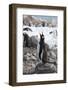 Antarctica. Neko Harbor. Gentoo Penguin, Pygoscelis Papua, Colony-Inger Hogstrom-Framed Photographic Print