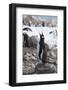 Antarctica. Neko Harbor. Gentoo Penguin, Pygoscelis Papua, Colony-Inger Hogstrom-Framed Photographic Print