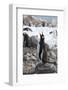 Antarctica. Neko Harbor. Gentoo Penguin, Pygoscelis Papua, Colony-Inger Hogstrom-Framed Photographic Print