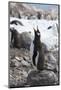 Antarctica. Neko Harbor. Gentoo Penguin, Pygoscelis Papua, Colony-Inger Hogstrom-Mounted Photographic Print