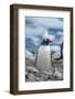 Antarctica. Neko Harbor. Gentoo Penguin, Pygoscelis Papua, Colony-Inger Hogstrom-Framed Photographic Print