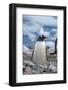 Antarctica. Neko Harbor. Gentoo Penguin, Pygoscelis Papua, Colony-Inger Hogstrom-Framed Photographic Print