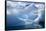 Antarctica, Paradise Bay, iceberg-Hollice Looney-Framed Stretched Canvas