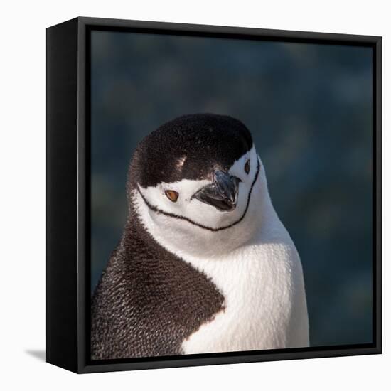 Antarctica, penguin, headshot-George Theodore-Framed Stretched Canvas