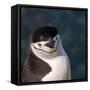 Antarctica, penguin, headshot-George Theodore-Framed Stretched Canvas