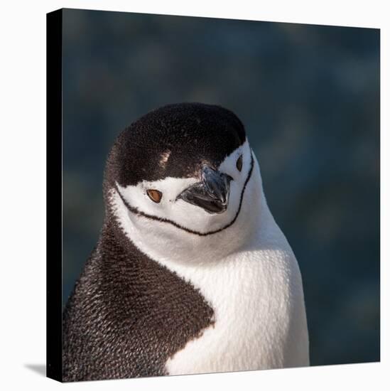 Antarctica, penguin, headshot-George Theodore-Stretched Canvas