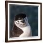 Antarctica, penguin, headshot-George Theodore-Framed Photographic Print