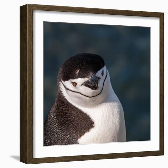 Antarctica, penguin, headshot-George Theodore-Framed Photographic Print