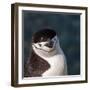 Antarctica, penguin, headshot-George Theodore-Framed Photographic Print